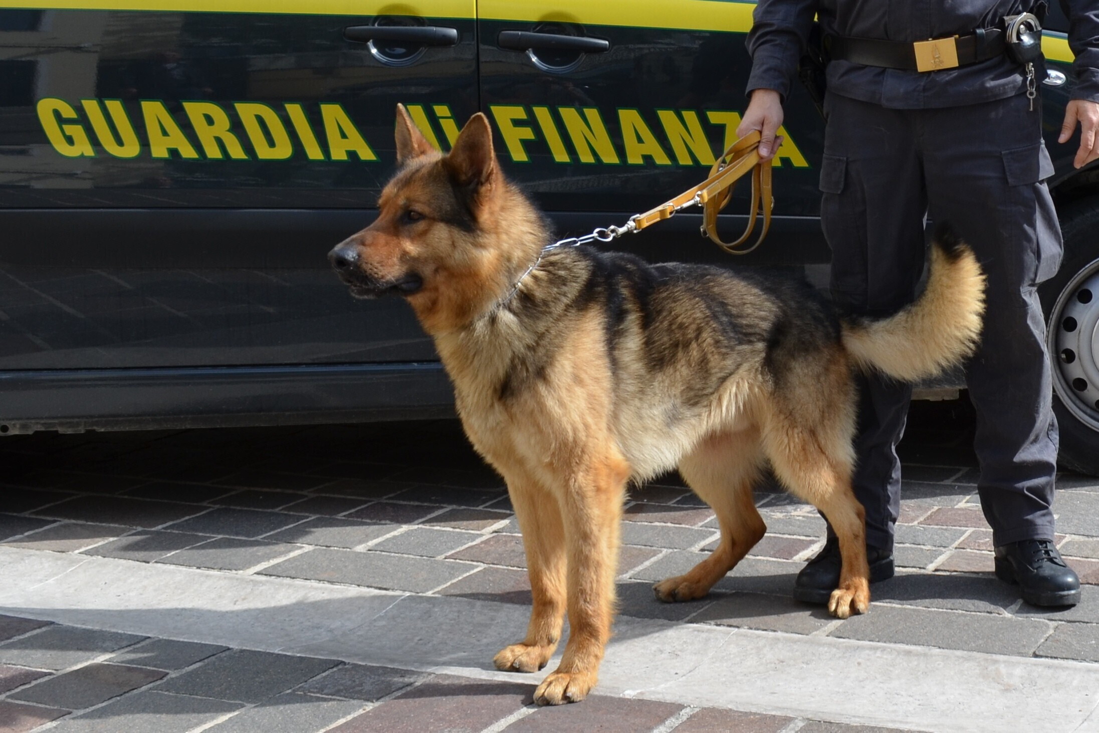 Biker trovato con 20 kg di droga e cioccolata ai funghetti