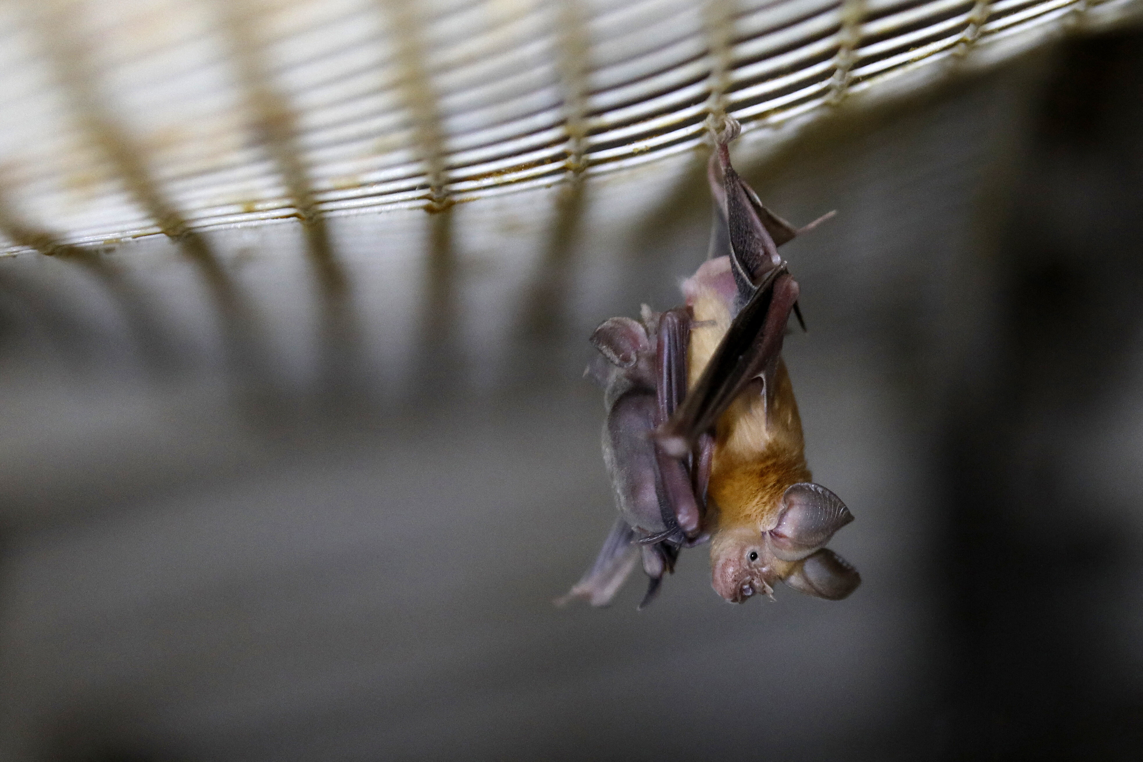 I pipistrelli più grandi mondo si stanno 'rimpicciolendo'