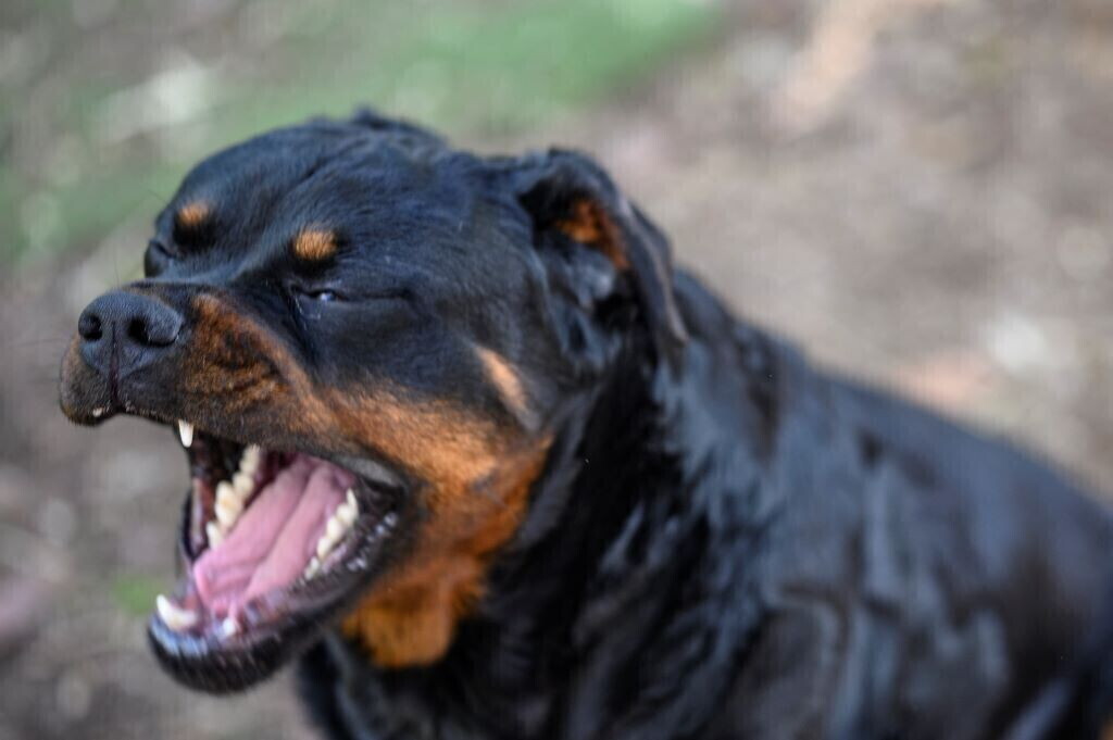 Sguinzagliano rottweiler contro 13enne. indagate due minorenni